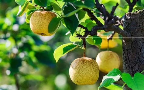 梨树和桃的芽特性有何不同-百度经验