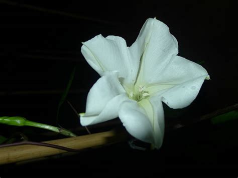 月光花图片