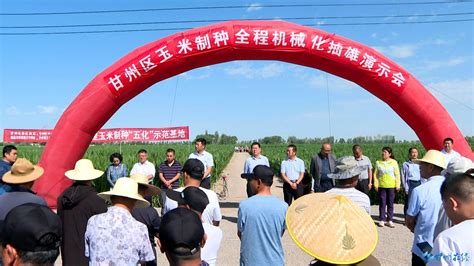 张掖市科学技术局-甘州区举行玉米制种机械化去雄作业现场演示会
