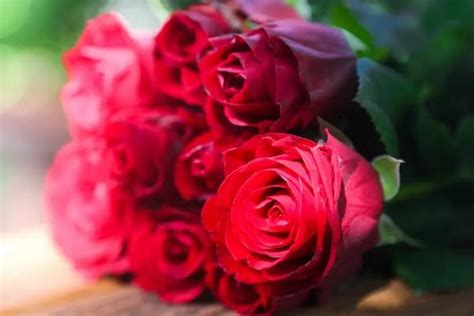 数百亩月季玫瑰蔷薇正值盛花期 这里成为花的海洋-青岛西海岸新闻网