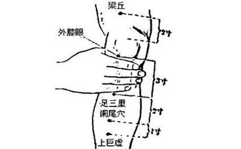 犊鼻的准确位置图作用,外膝眼的准确位置,上风湿点的准确位置图_大山谷图库