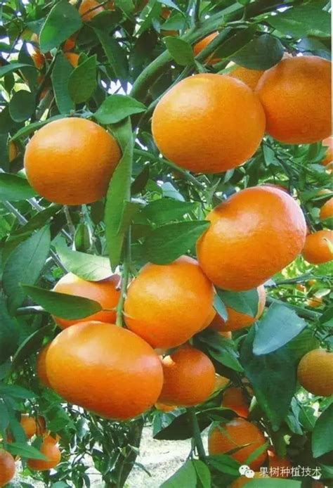 红美人柑橘露天种植需要注意什么-柑桔人管家