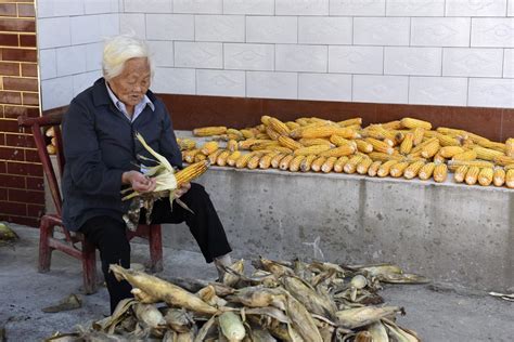一家人农忙收玉米，小伙一车一车往家里拉，收获的季节真喜人_凤凰网视频_凤凰网