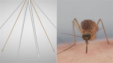 为什么一只蚊子要咬很多个包而不是盯着一个地方吸血？_蚊蝇-虫虫战队