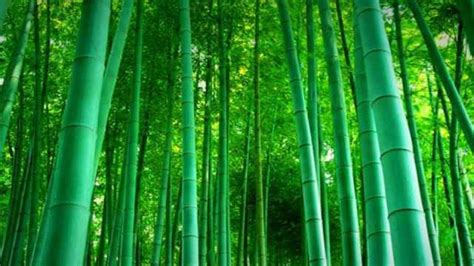 用竹子比喻一个人-百度经验