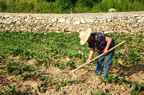 利川南坪农民自制浇水工具为菜地浇水_湖北频道_凤凰网