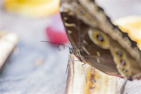蝴蝶在花园里喝着果汁水果花生酱和高清图片下载-正版图片506732006-摄图网