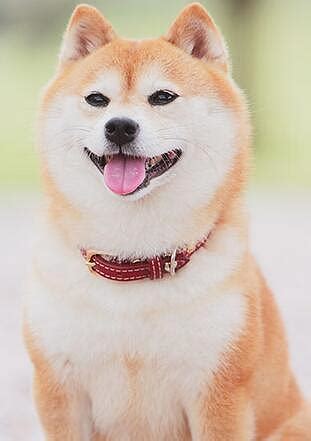 柴犬图片