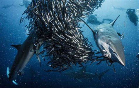 鲨鱼真的不吃海豚吗 鲨鱼和海豚的关系_法库传媒网