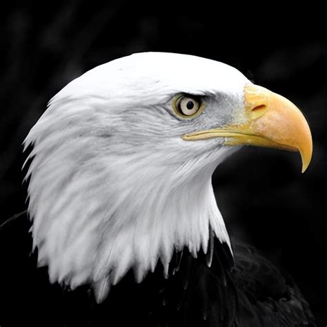 美国的国宝是什么动物(白头海雕，又称美洲雕，是大型猛禽) | 说明书网