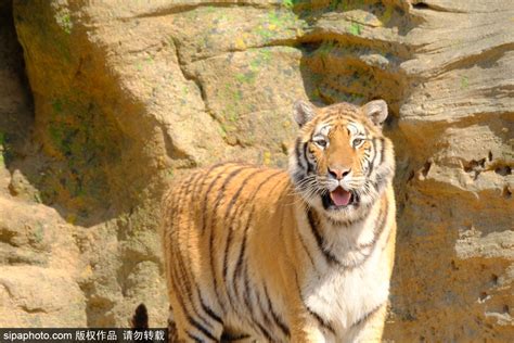 中国古代有一种猛兽，可杀死老虎，10多年来，我国只拍到了3次|金猫|猛兽|母虎_新浪新闻