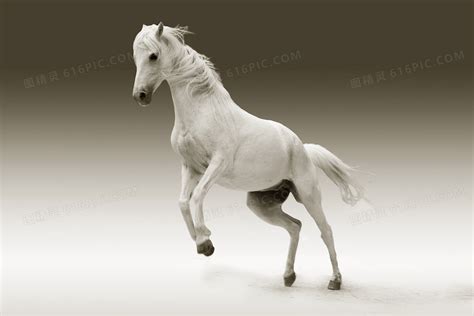 一匹英俊的白马写真png图片免费下载-素材0Jjgaaeqg-新图网