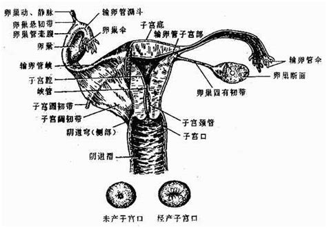 女人生理结构图 人体解剖学女性生殖系统_华夏智能网