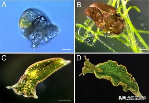 海底的“蜗牛”蛞蝓，也会光合作用|基因_新浪新闻