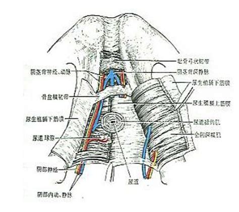 睾丸生理结构图-生理结构图,_医学图库
