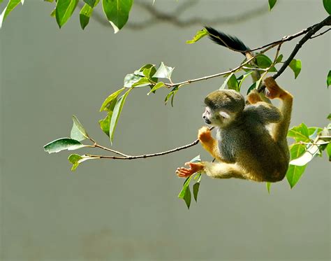 【松鼠猴摄影图片】生态摄影_朱斌星_太平洋电脑网摄影部落