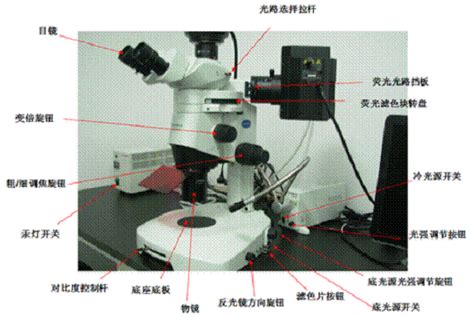 科学网—奥林巴斯体视荧光显微镜 SZX16使用操作说明 - 余军的博文