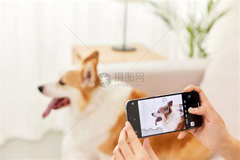 用手机给宠物狗拍照特写高清图片下载-正版图片507709787-摄图网