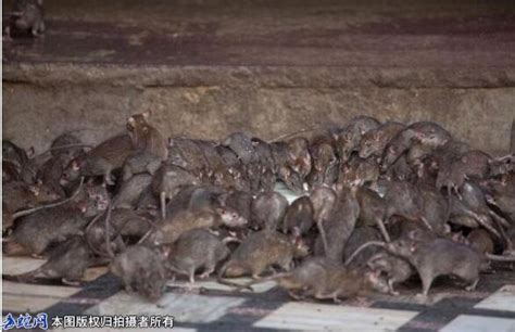 中国老鼠吃人的真实事件！（清代奇案）_动物百科_毒蛇网
