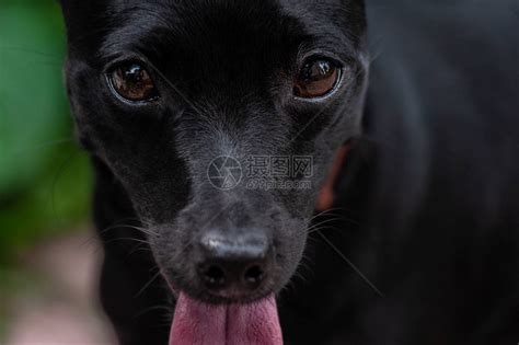 一只小黑狗的部分肖像高清图片下载-正版图片504169150-摄图网