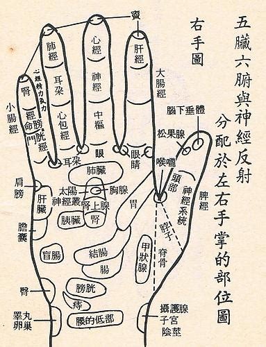 五指对应五脏图图片