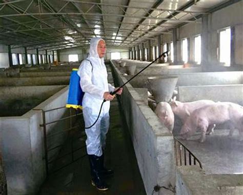 春季规模化养猪场带猪消毒的重要意义