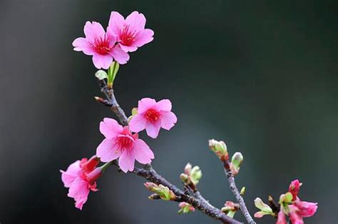 最常见的十大樱花品种，寒绯樱上榜，第一赏花期较短_排行榜123网