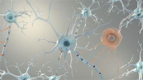 神经元结构示意图