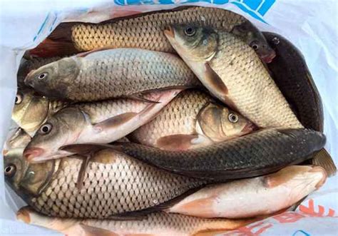 安康鱼的营养价值及功效与作用—安康鱼多少钱一斤市场价2023 - 美食菜谱 - 华网