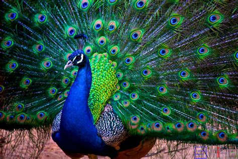 怎么区分蓝孔雀和绿孔雀 绿孔雀和蓝孔雀的区别是什么？|怎么|区分-知识百科-川北在线