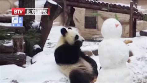莫斯科动物园的中国大熊猫对冬天的到来感到欣喜 - 俄罗斯卫星通讯社