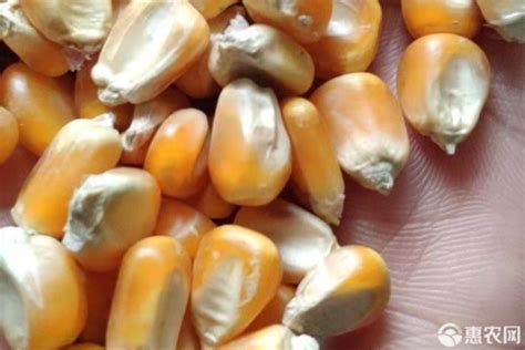 吉单27玉米品种简介 - 惠农网
