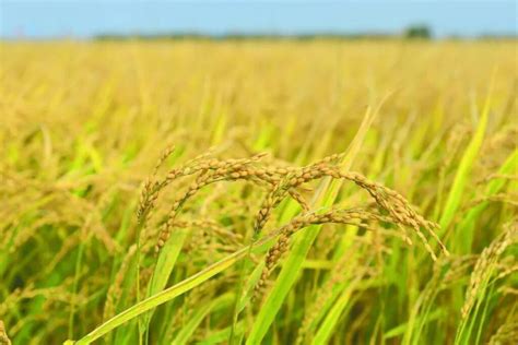 【大梦想】袁隆平：力争2021年示范推广100万亩海水稻种植