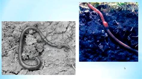 蚯蚓的人工养殖技术，与饲养方法，您不妨看看_繁殖