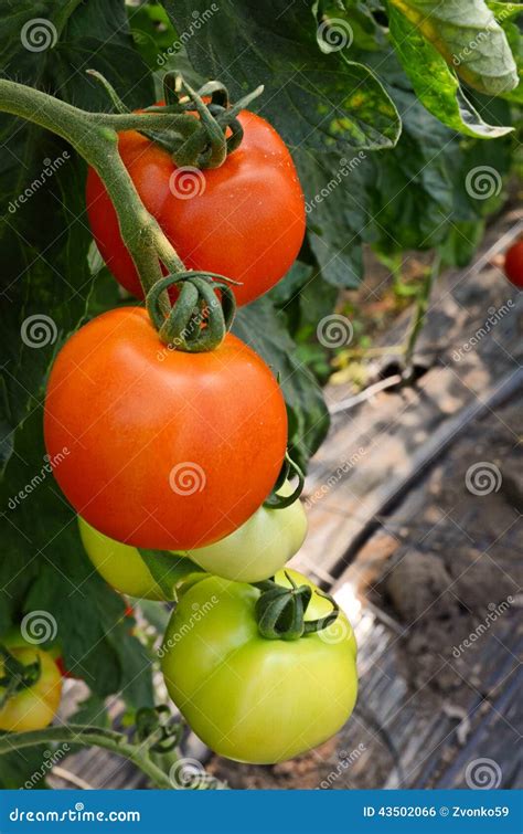 Tomato Nursery stock photo. Image of cultivate, genetic - 43502066