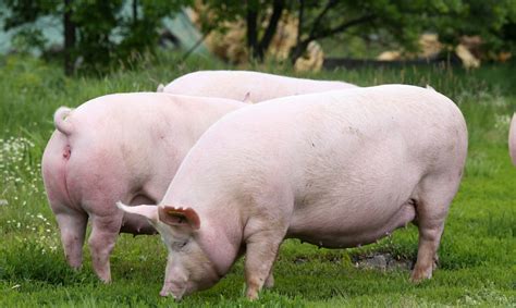 母猪的饲养方法，初产母猪妊娠初期以青粗饲料为主 - 新三农