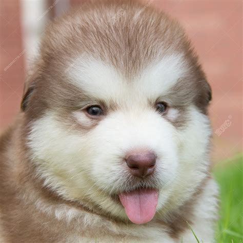 阿拉斯加幼犬活体阿拉斯家雪橇犬护卫犬宠物犬熊版阿拉斯加狗狗-阿里巴巴