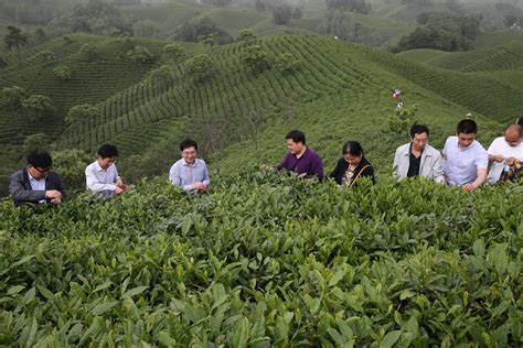 郑州在线-新闻-体验中国茶文化