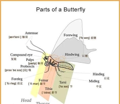 常见昆虫的英文 ,昆虫的英语单词怎么读insect - 英语复习网