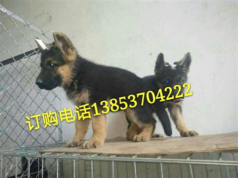 8个月母马犬出售 - 马犬交易 - 猛犬俱乐部-中国具有影响力的猛犬网站 - Powered by Discuz!