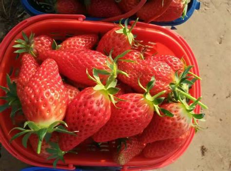 优质草莓苗种植 价格低 提供各类草莓苗 成活率高_苗木_供应_园林绿化网