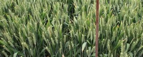 900公斤小麦品种 | 农人网