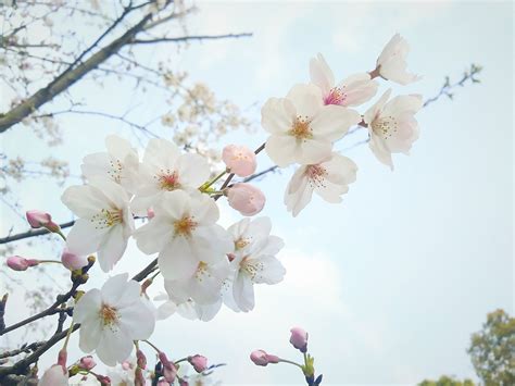 樱花 - 免费可商用图片 - cc0.cn