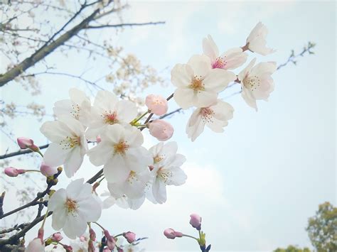 hayasakuma樱花树图片