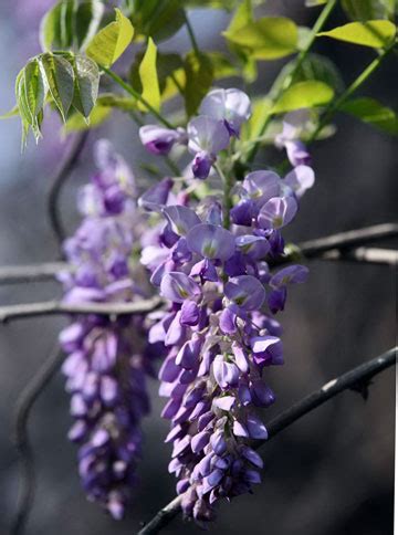 紫藤的花语是什么？紫藤的寓意和象征-花卉百科-中国花木网