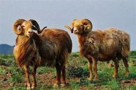 黑头杜泊羊六个月母羊 黑头萨福克羊养殖 价格低 品种好 山东济宁-食品商务网