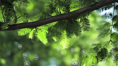 湖水中森林树木的反光夏日阳光明媚高清图片下载-正版图片507389927-摄图网