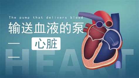 生理学作业评讲37 心脏的泵血过程 清职生理_腾讯视频