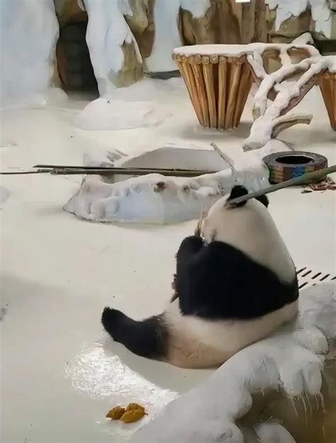 做一名大熊猫饲养员有哪些不为人知的艰辛？ - 知乎