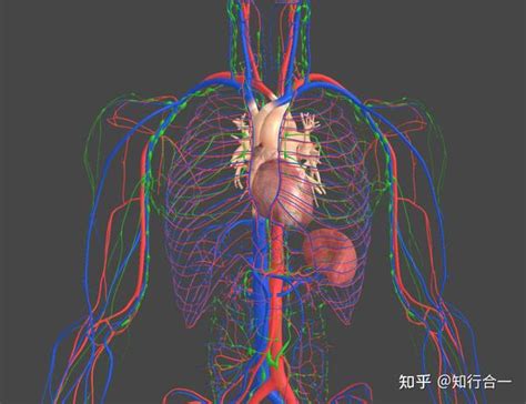 心包的血液供应及神经支配-胸心外科解剖-医学